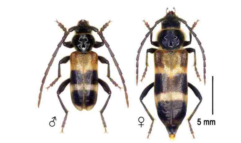 жук Semanotus bifasciatus